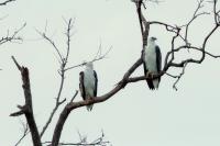 Haliaeetus leucogaster