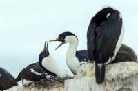 Phalacrocorax bransfieldensis