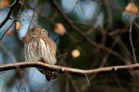 Glaucidium passerinum 