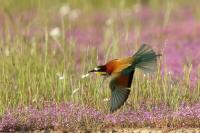 Merops apiaster