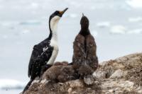 Phalacrocorax bransfieldensis