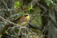 Emberiza cirlus