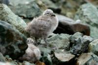 Larus dominicanus