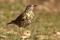 Turdus viscivorus