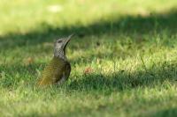 Picus viridis