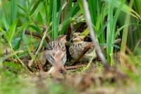 Emberiza calandra