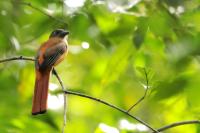 Sri Lanka FAUNA