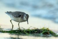 Calidris canutus