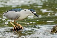 Nycticorax nycticorax