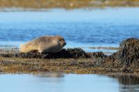 Harbor seal