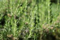 Cyprus FLORA