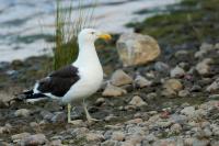 New Zealand -fauna