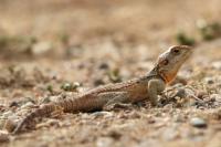 Cyprus FAUNA