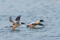 Mergus merganser