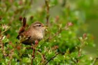 Troglodytes troglodytes