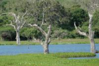 Sri Lanka Landscape