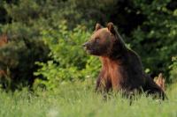 Brown bear