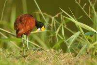 Jacana spinosa