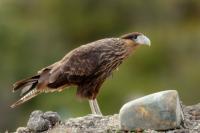 Caracara plancus