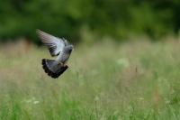 Columba oenas