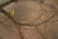 Emberiza citrinella