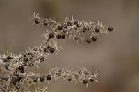 Tanzania-FLORA