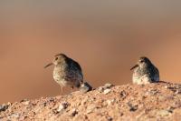 Calidris maritima