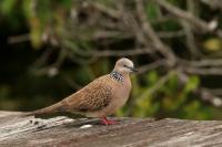 Streptopelia chinensis