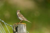 Anthus pratensis