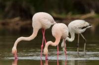 Phoenicopterus roseus