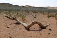 Gobi Desert