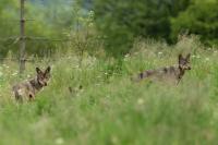 Eurasian wolf