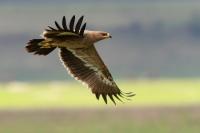 Aquila nipalensis