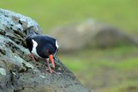 Haematopus ostralegus