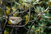 Phylloscopus bonelli