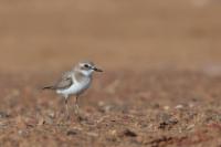 Charadrius mongolus