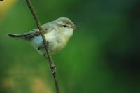 Phylloscopus trochiloides