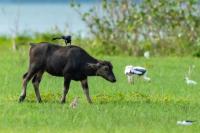 Wild water buffalo