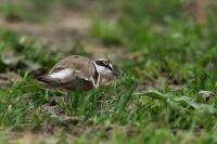 Charadrius dubius