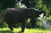 Sri Lankan elephant