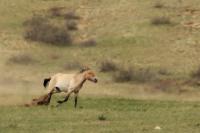 Przewalski's  Horse