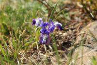 Mongolia flora