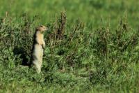 Long-tailed ground squirrel