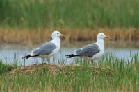 Larus vegae mongolicus