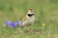 Mongolia fauna 