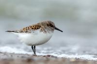 Calidris minuta