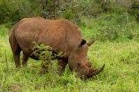 White rhinoceros