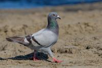 Columba livia domestica