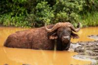 African buffalo