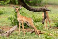 Impala